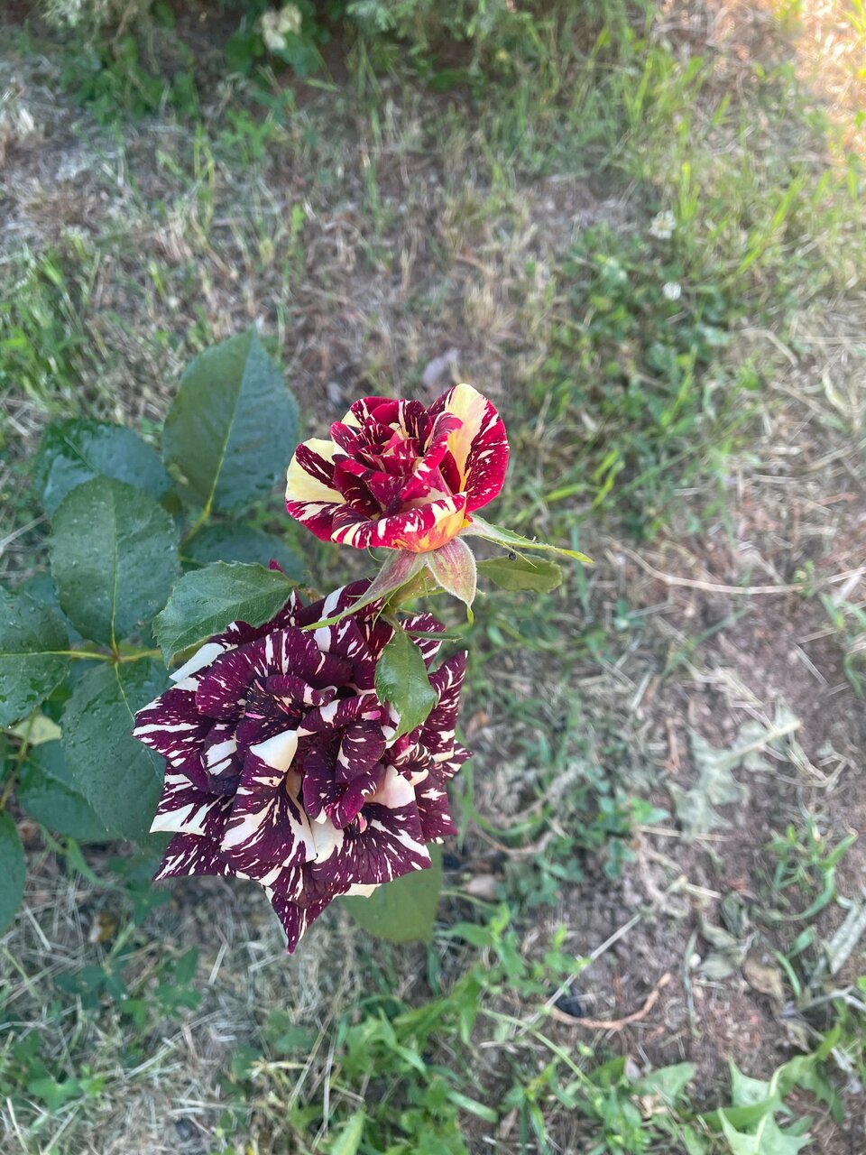 Гостиница Аллюр Горячий Ключ-39