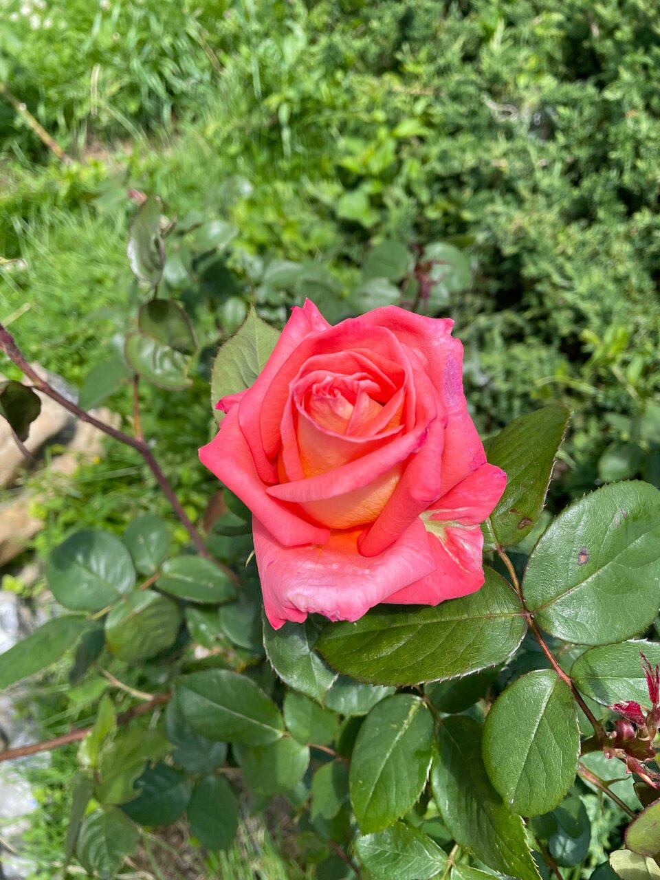 Гостиница Аллюр Горячий Ключ-43